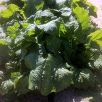 Golden Globe turnips