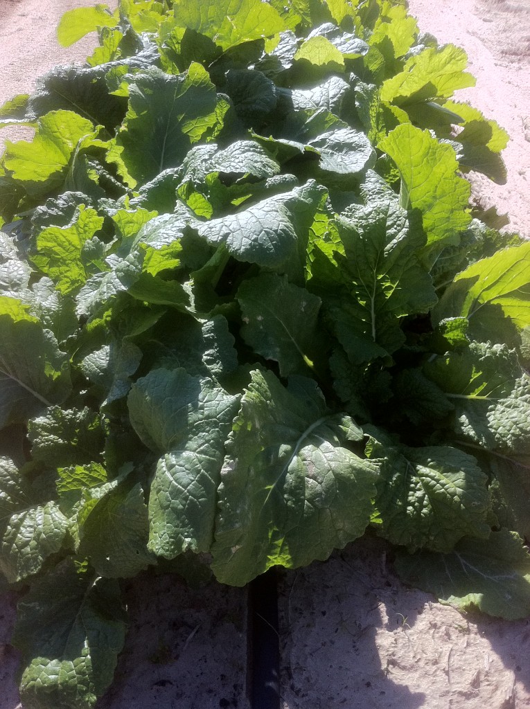 Golden Globe turnips