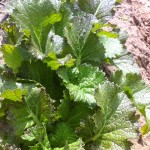 Dragon Tongue Mustard