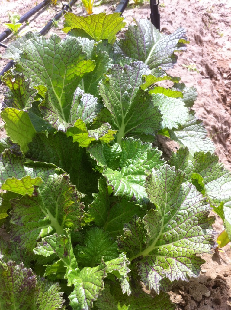 Dragon Tongue Mustard