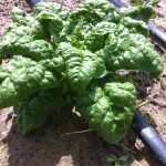 Bloomsdale Spinach