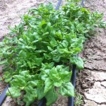 New Zealand Spinach