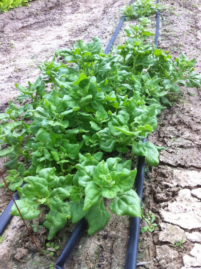 New Zealand Spinach