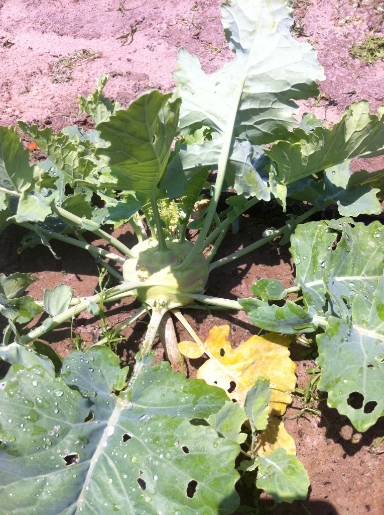 Kohlrabi