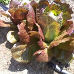 4-Seasons head lettuce