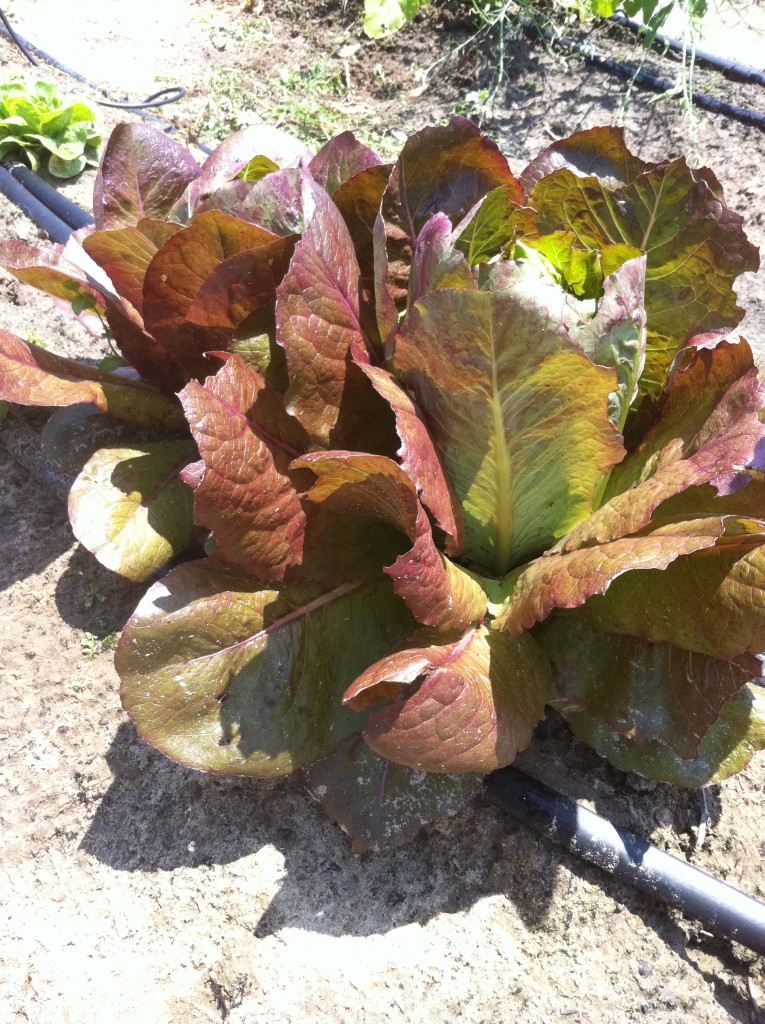 4-Seasons head lettuce