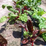 Rainbow Chard