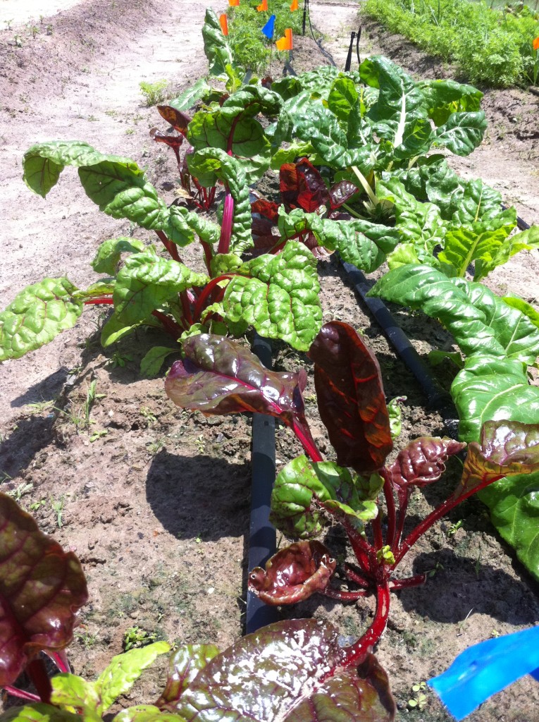 Rainbow Chard