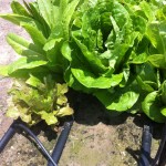 Buttercrunch lettuce