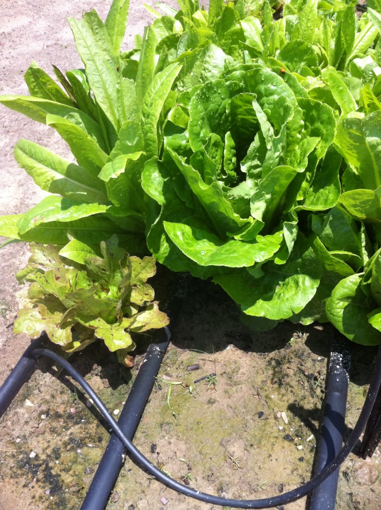Buttercrunch lettuce