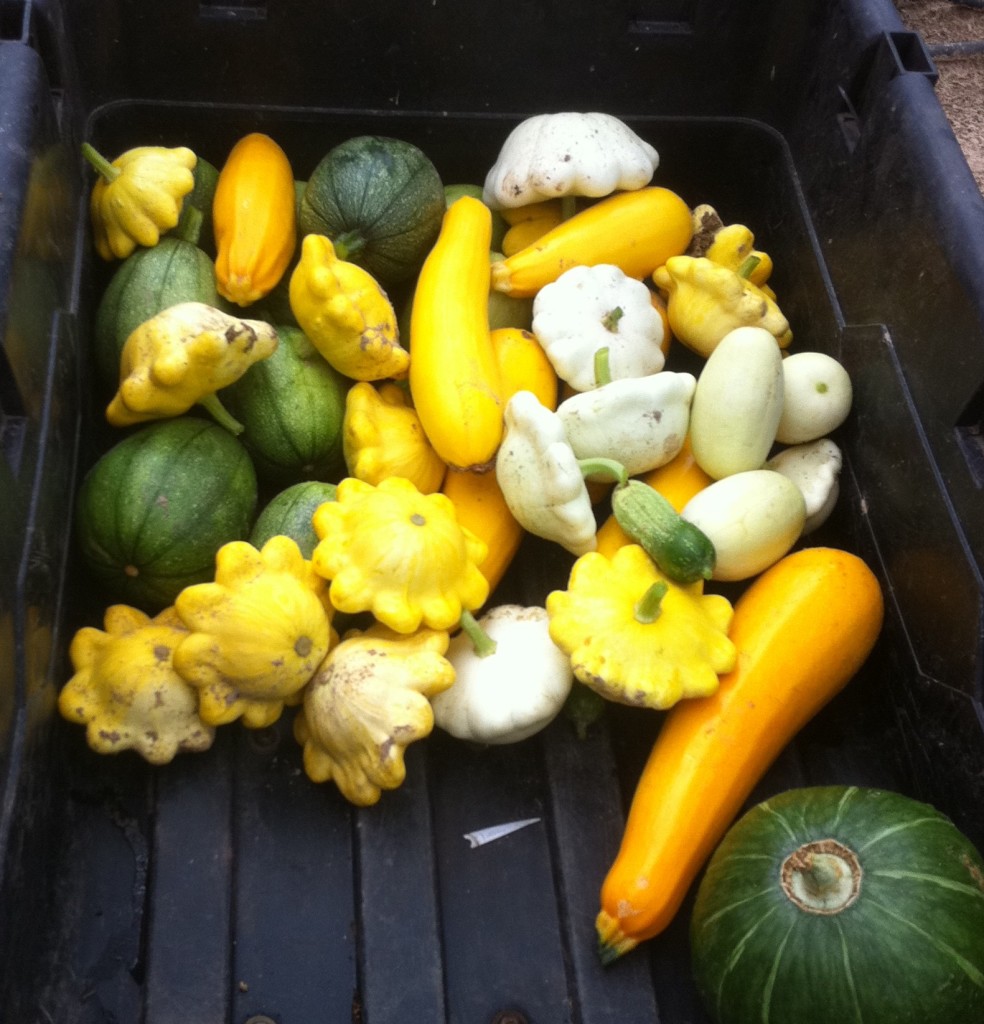 summer squash