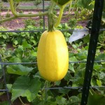 Spaghetti Squash