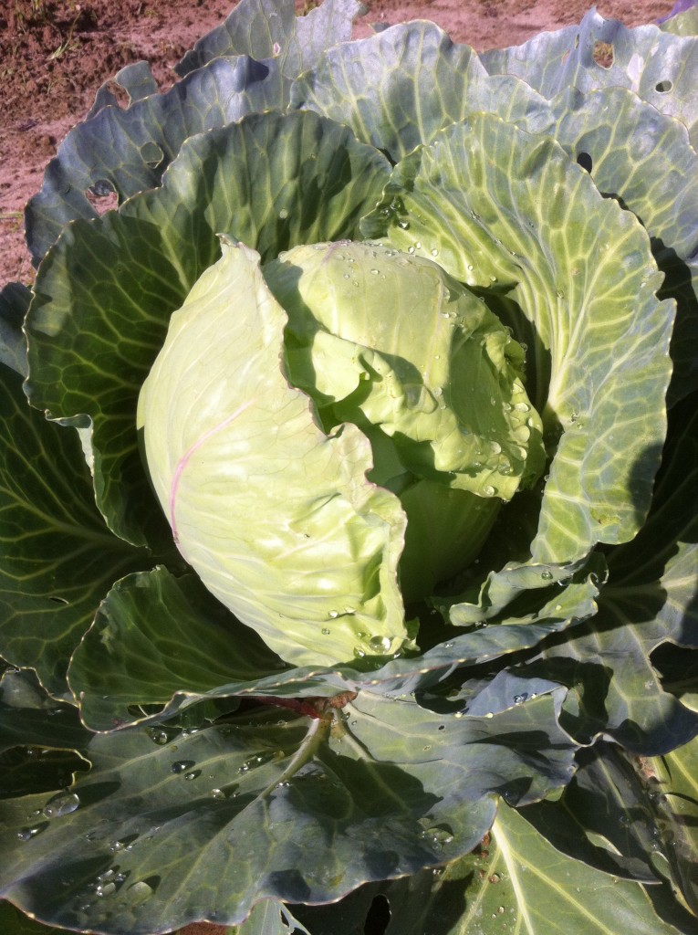 Golden Acre Cabbage