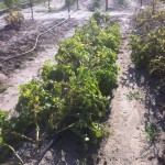 Fingerling potatoes ready for harvest