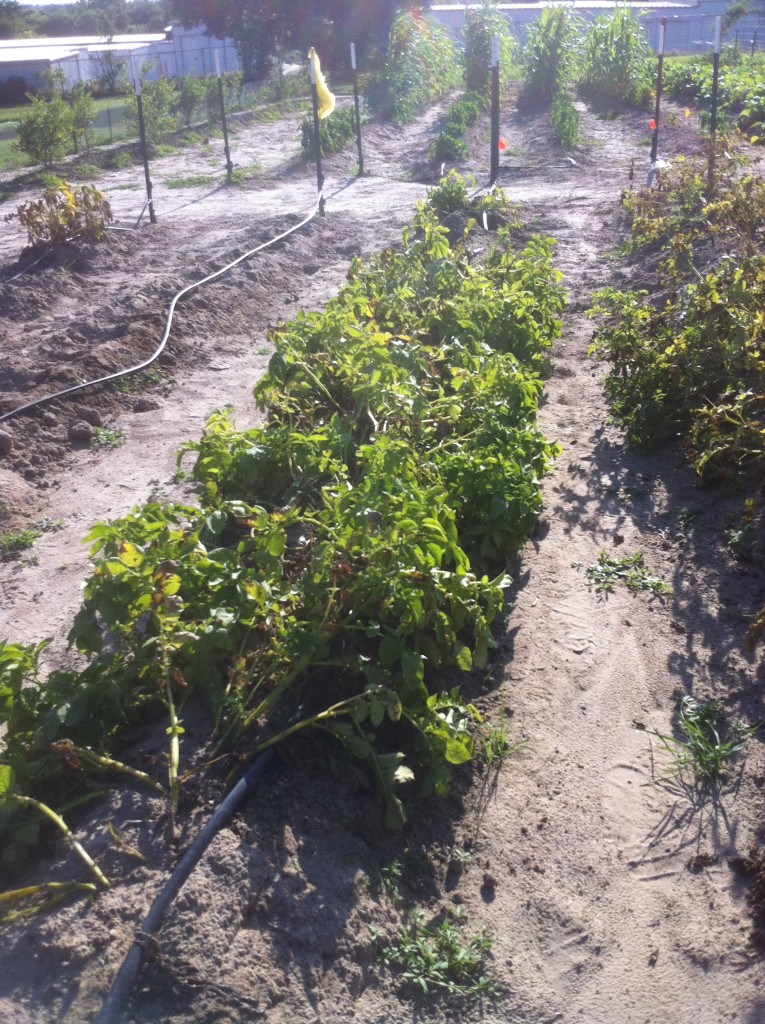 Fingerling potatoes ready for harvest