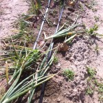 Onions ready for harvest