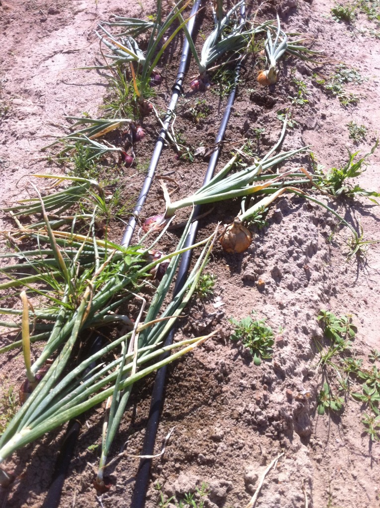 Onions ready for harvest