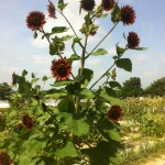 Sunflowers