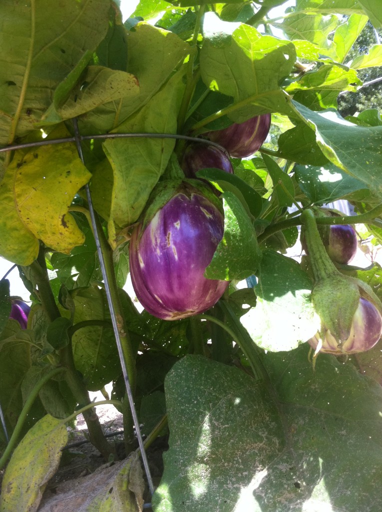 Rosa Bianca Eggplant