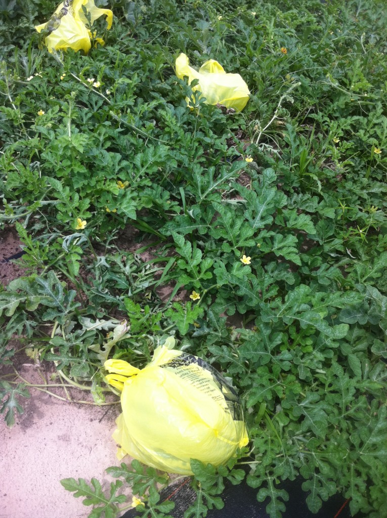 Bagging the watermelons. Will it fool the crows?