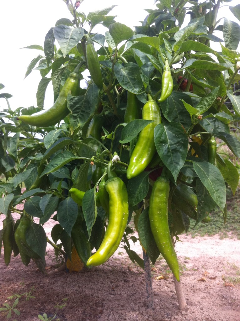 Texas "Hatch" Chili