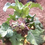 White Kohlrabi