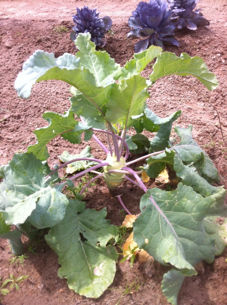 White Kohlrabi