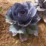 Summer Cabbage