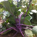 Summer Kohlrabi - Purple Vienna