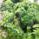 Summer Kale and Mint