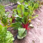 Summer Chard