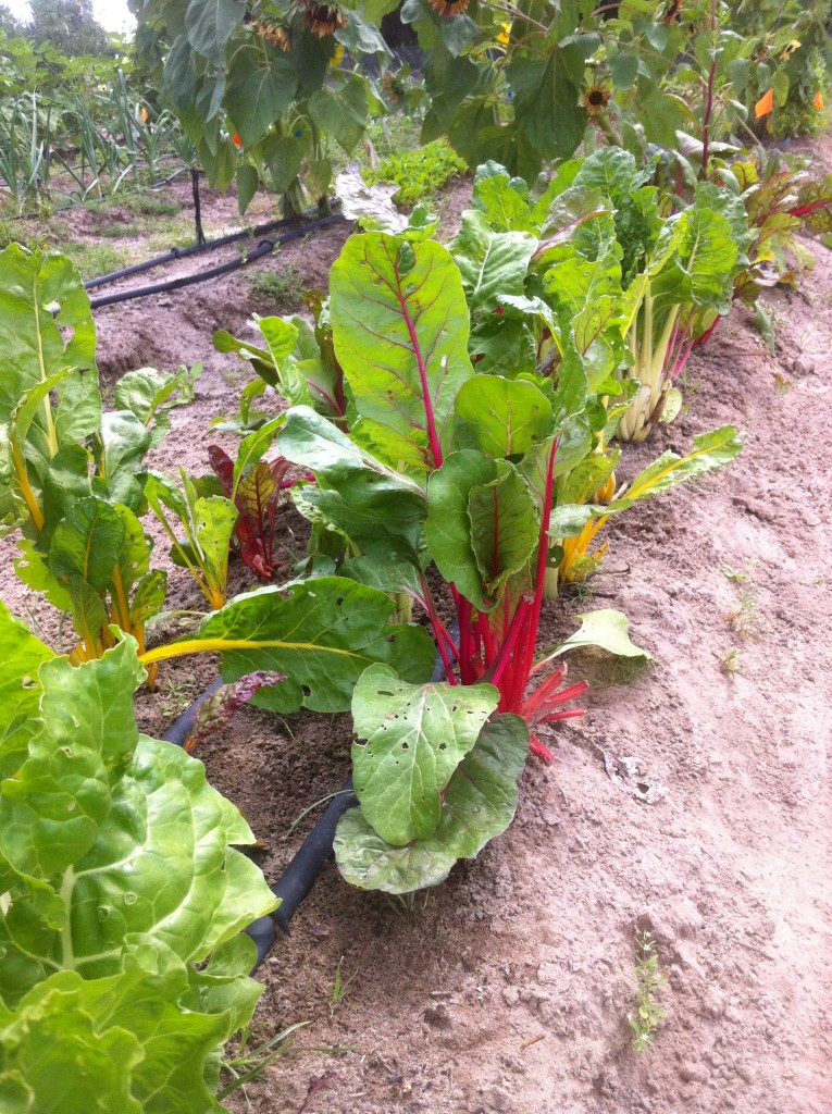 Summer Chard