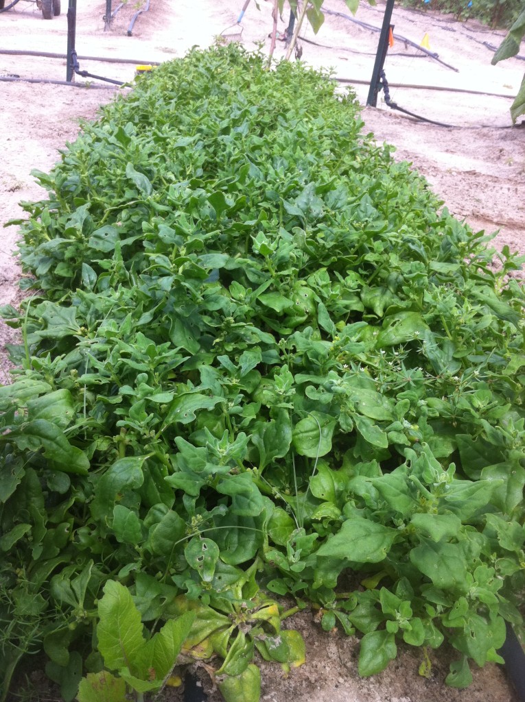 New Zealand Spinach
