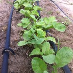 Summer Radish