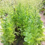 Spring lettuce for seed saving