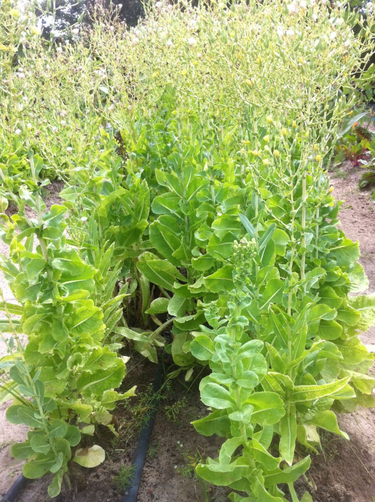 Spring lettuce for seed saving