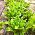 Baby Arugula