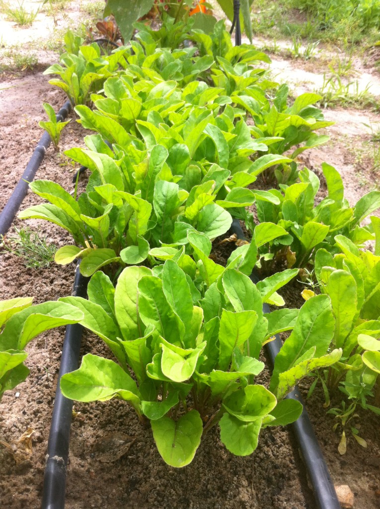 Baby Arugula
