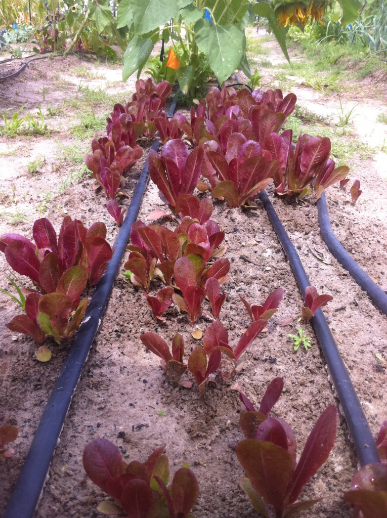 Baby Red Romaine