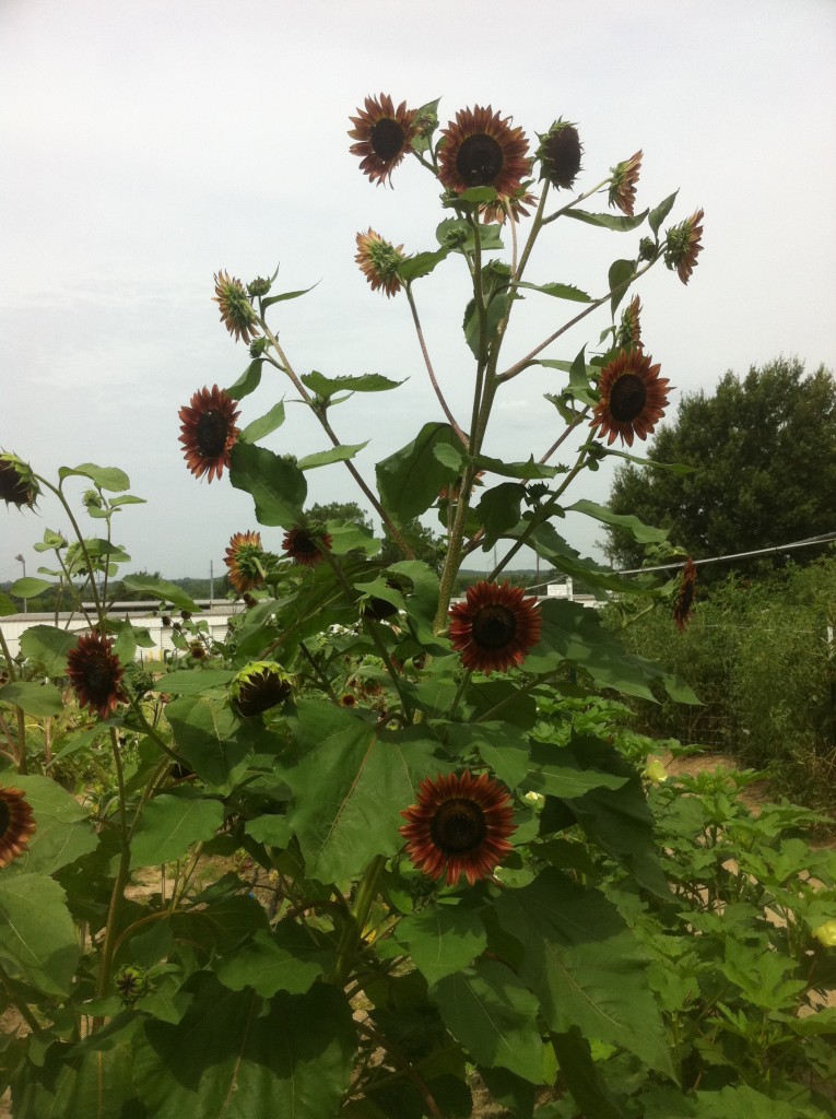 Sunflower shade