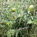 Black Krim