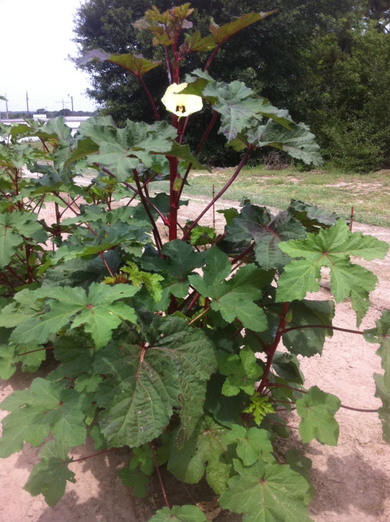 Hill Country Red Okra