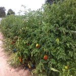 San Marzano Row