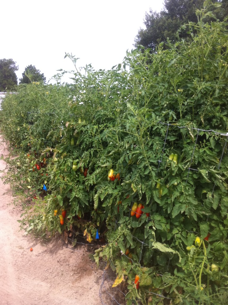 San Marzano Row