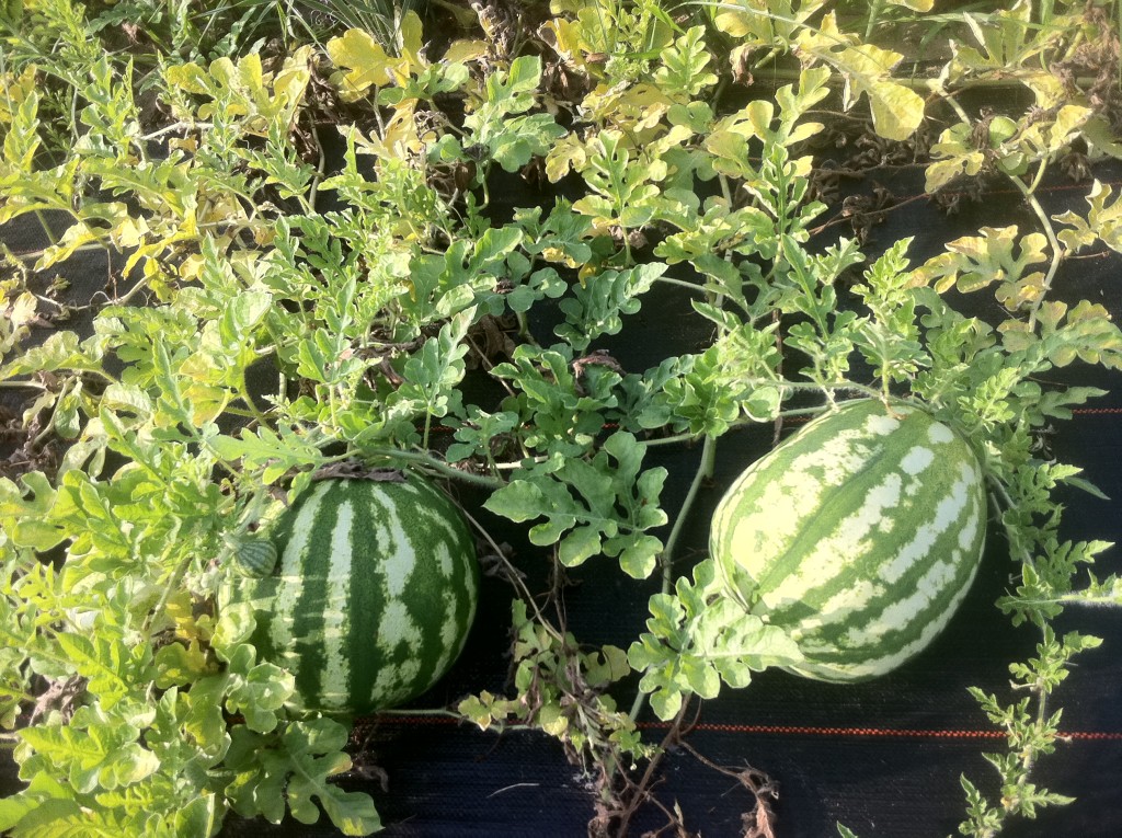 Crimson Sweet Watermelons