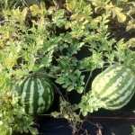Crimson Sweet Watermelons