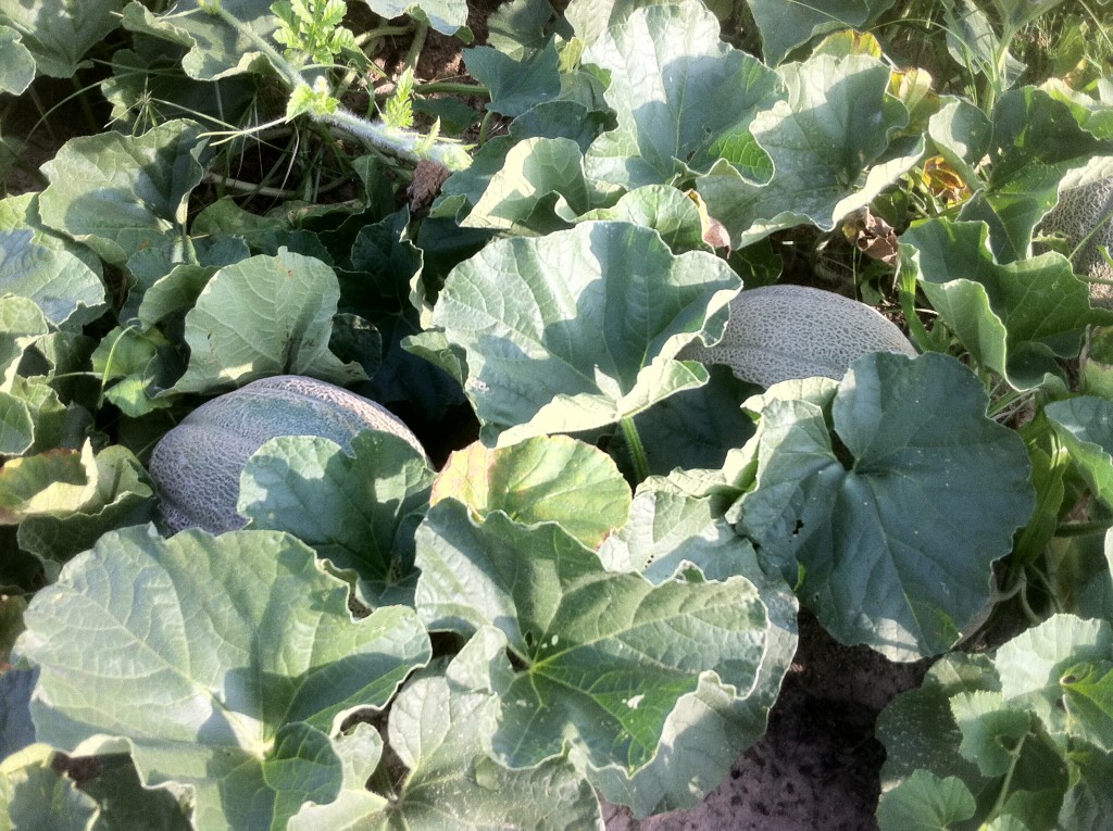 Hales Best Cantaloupe