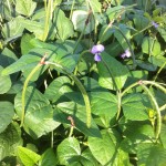 Red Ripper Peas