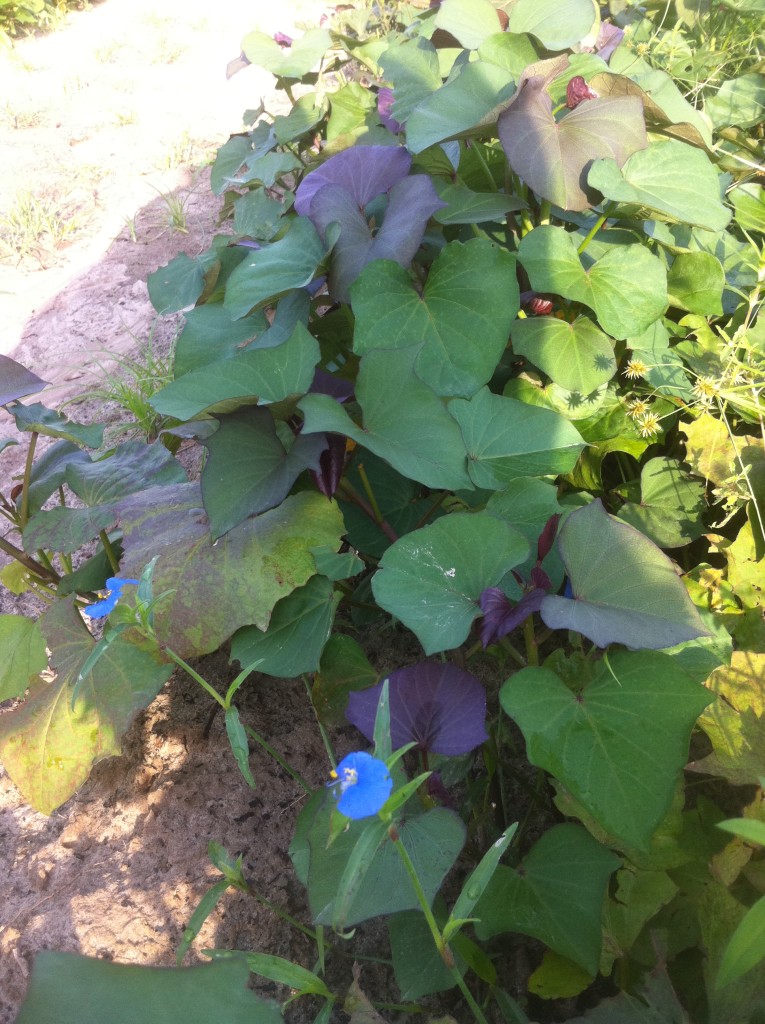 Vardeman Sweet Potatoes