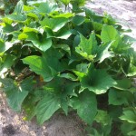 Puerto Rico Sweet Potatoes